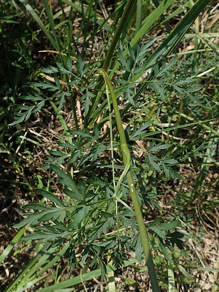 Peucedanum palustre \ Sumpf-Haarstrang, D Bienwaldmühle 8.7.2017