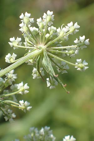 Peucedanum palustre \ Sumpf-Haarstrang, D Bienwaldmühle 8.7.2017