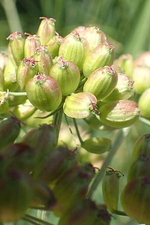 Peucedanum palustre \ Sumpf-Haarstrang / Marsh Hog's Parsley, Milk Parsley, D Bienwaldmühle 8.7.2017