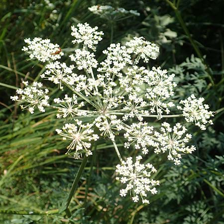 Peucedanum palustre / Marsh Hog's Parsley, Milk Parsley, D Bienwaldmühle 8.7.2017