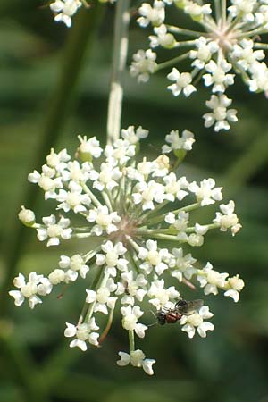 Peucedanum palustre \ Sumpf-Haarstrang, D Bienwaldmühle 8.7.2017