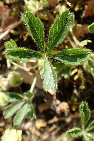 Potentilla pusilla \ Sternhaariges Frhlings-Fingerkraut, Flaum-Fingerkraut, D Gottmadingen 25.4.2018