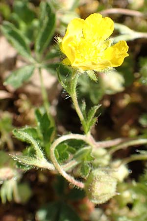 Potentilla pusilla \ Sternhaariges Frhlings-Fingerkraut, Flaum-Fingerkraut, D Gottmadingen 25.4.2018