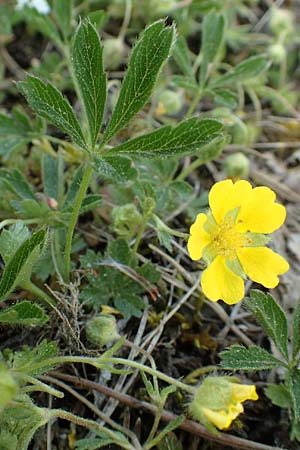 Potentilla pusilla \ Sternhaariges Frhlings-Fingerkraut, Flaum-Fingerkraut, D Gottmadingen 25.4.2018