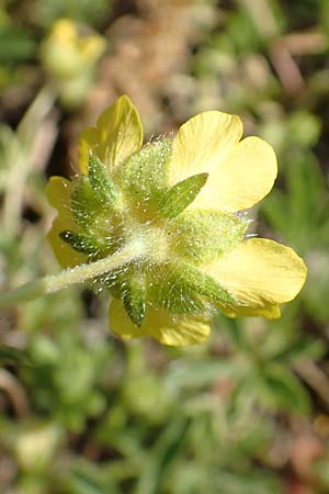 Potentilla pusilla \ Sternhaariges Frhlings-Fingerkraut, Flaum-Fingerkraut, D Gottmadingen 25.4.2018