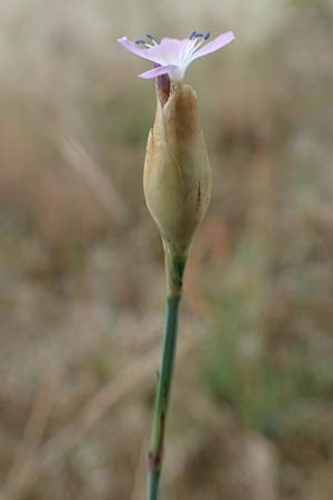 Petrorhagia prolifera \ Sprossende Felsennelke, Sprossendes Nelkenkpfchen, D Waghäusel 8.6.2018