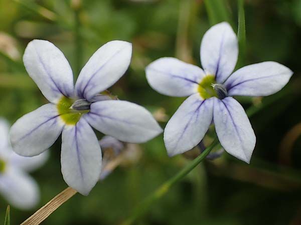 Lobelia pedunculata \ Blauer Bubikopf, Gestielte Teppich-Lobelie, D Mönchengladbach 13.6.2018