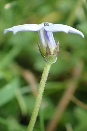 Lobelia pedunculata / Blue Star Creeper, Trailing Pratia, D Mönchengladbach 13.6.2018