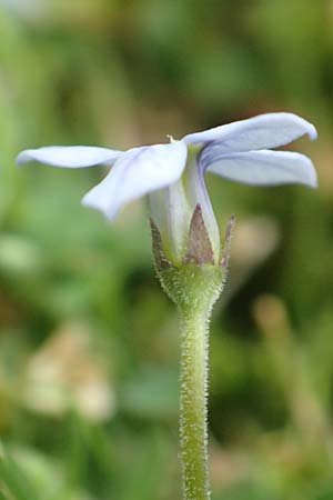 Lobelia pedunculata \ Blauer Bubikopf, Gestielte Teppich-Lobelie, D Mönchengladbach 13.6.2018