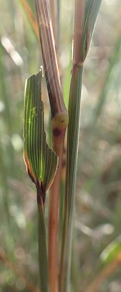 Phleum phleoides \ Steppen-Lieschgras / Boehmer's Cat's-Tail, D Kaiserstuhl,  Burkheim 25.6.2018