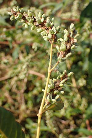 Persicaria lapathifolia subsp. pallida \ Acker-Ampfer-Knterich, D Maxdorf 18.10.2018