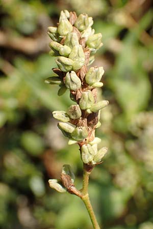 Persicaria lapathifolia subsp. pallida \ Acker-Ampfer-Knöterich, D Maxdorf 18.10.2018