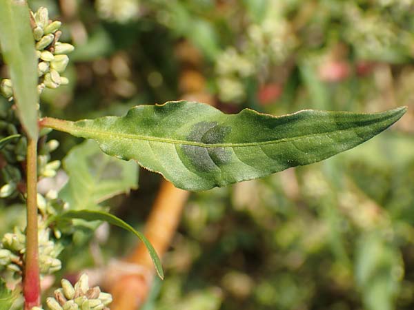 Persicaria lapathifolia subsp. pallida \ Acker-Ampfer-Knterich / Pale Persicaria, D Maxdorf 18.10.2018