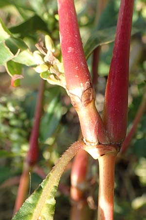 Persicaria lapathifolia subsp. pallida \ Acker-Ampfer-Knöterich, D Maxdorf 18.10.2018