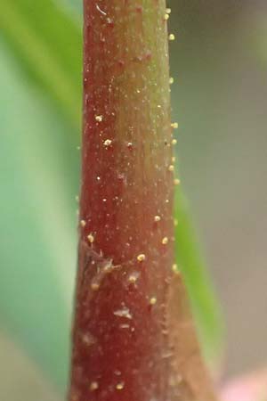 Persicaria pensylvanica \ Pennsylvania-Knterich / Pennsylvania Smartweed, D Köln-Langel 22.10.2018