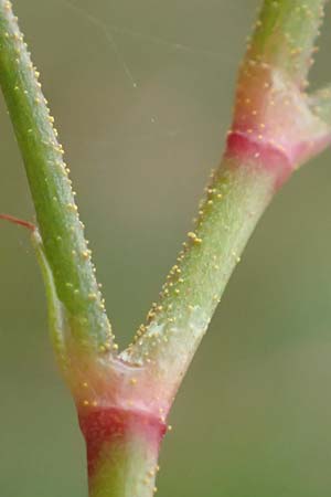 Persicaria pensylvanica \ Pennsylvania-Knterich / Pennsylvania Smartweed, D Köln-Langel 22.10.2018