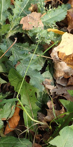 Poa palustris \ Sumpf-Rispengras / Swamp Meadow Grass, D Neckarsteinach 9.11.2018