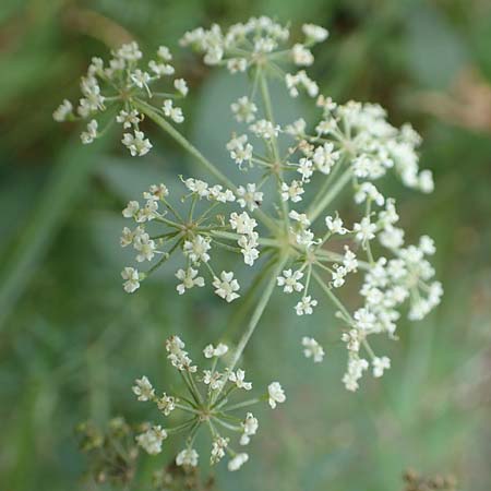 Peucedanum palustre / Marsh Hog's Parsley, Milk Parsley, D Gelderswoog 10.9.2019