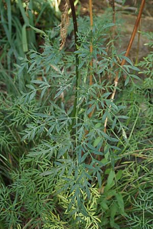 Peucedanum palustre \ Sumpf-Haarstrang / Marsh Hog's Parsley, Milk Parsley, D Gelderswoog 10.9.2019