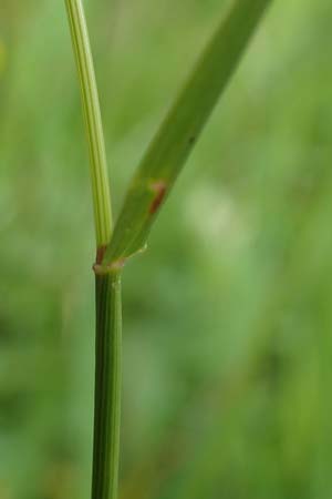 Phleum pratense / Timothy Grass, D Hunsrück, Langweiler 18.7.2020