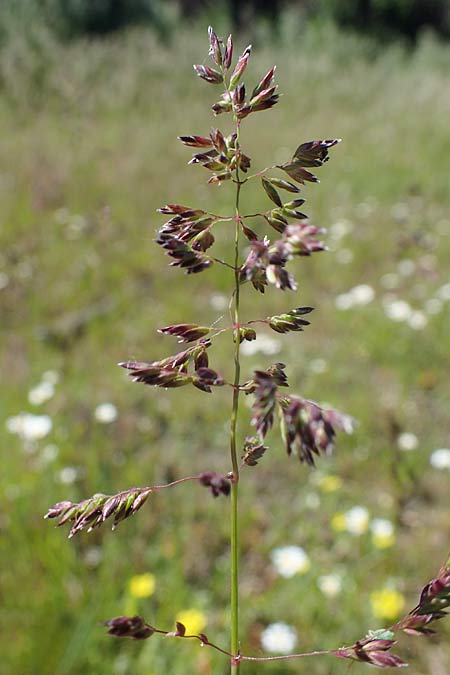 Poa pratensis \ Wiesen-Rispengras, Wiesenrispe, D Durmersheim 1.6.2021