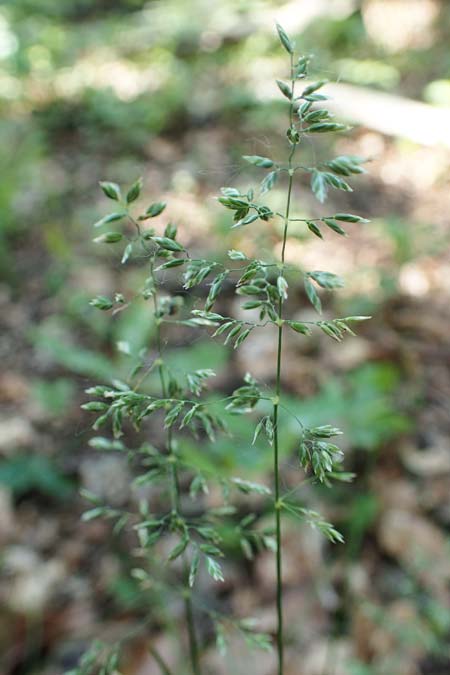 Poa pratensis \ Wiesen-Rispengras, Wiesenrispe / Smooth Meadow Grass, Kentucky Blue Grass, D Mannheim 10.6.2021