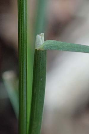 Poa pratensis \ Wiesen-Rispengras, Wiesenrispe / Smooth Meadow Grass, Kentucky Blue Grass, D Mannheim 10.6.2021