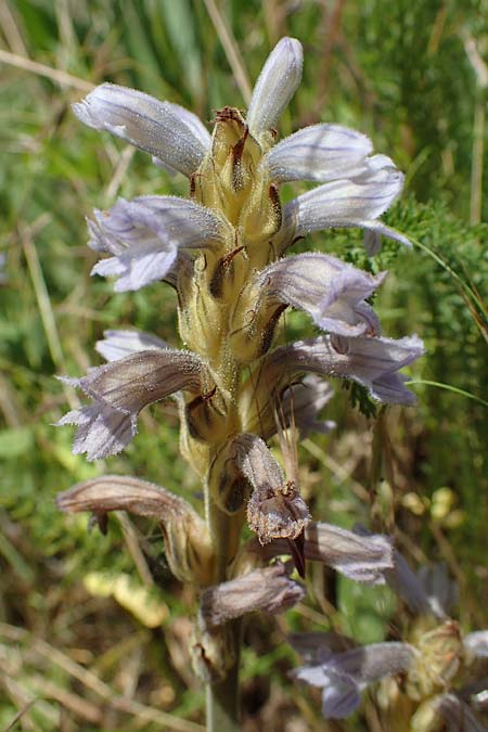 Phelipanche purpurea \ Purpur-Sommerwurz / Yarrow Broomrape, D Grünstadt-Asselheim 16.6.2021