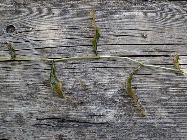 Potamogeton praelongus / Long-Stalked Pontweed, Whitestem Pontweed, D Kisslegg-Waltershofen 12.7.2021