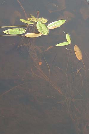 Potamogeton polygonifolius \ Knterich-Laichkraut / Bog Pontweed, D Elmpt 6.9.2021