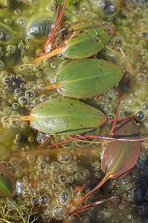 Potamogeton polygonifolius \ Knterich-Laichkraut / Bog Pontweed, D Elmpt 6.9.2021