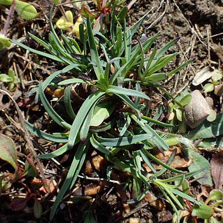 Petrorhagia prolifera \ Sprossende Felsennelke, Sprossendes Nelkenkpfchen / Proliferous Pink, D Waghäusel-Kirrlach 9.4.2022