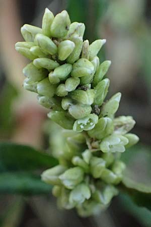 Persicaria lapathifolia subsp. pallida \ Acker-Ampfer-Knterich, D Northeim 22.8.2022