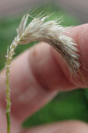 Alopecurus myosuroides \ Acker-Fuchsschwanz, D Rhön, Gersfeld 23.6.2023