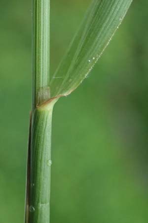 Alopecurus myosuroides \ Acker-Fuchsschwanz, D Rhön, Gersfeld 23.6.2023