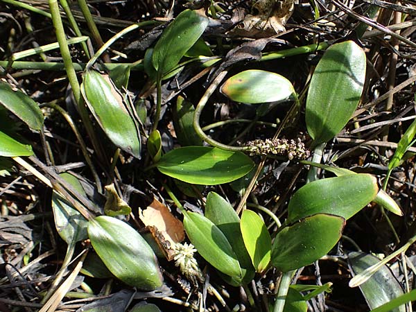 Potamogeton polygonifolius \ Knterich-Laichkraut / Bog Pontweed, D Eppenbrunn 26.6.2023