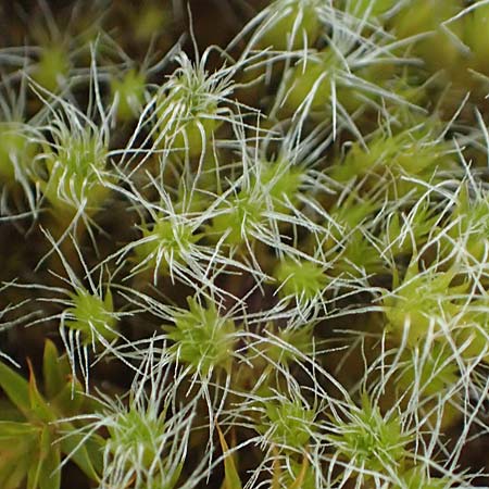 Polytrichum piliferum \ Glashaar-Widertonmoos, Haartragendes Frauenhaarmoos, D Böhl-Iggelheim 2.7.2023