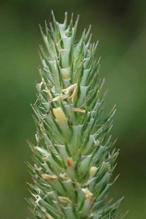 Phleum pratense / Timothy Grass, D Meißner 3.8.2023