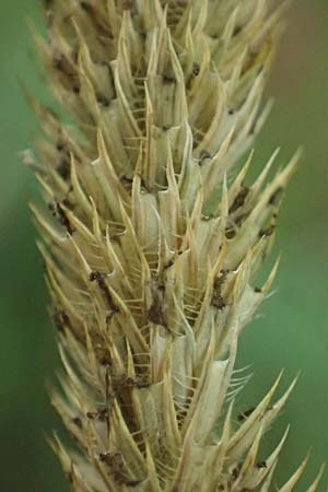 Phleum pratense \ Wiesen-Lieschgras, D Rhön, Eiterfeld 3.8.2023