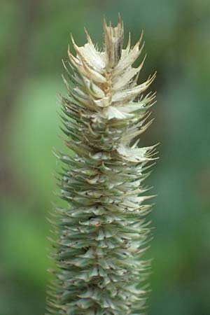 Phleum pratense \ Wiesen-Lieschgras / Timothy Grass, D Rhön, Eiterfeld 3.8.2023