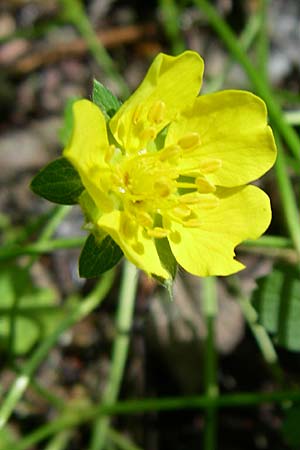 Potentilla reptans / Creeping Cinquefoil, D Karlsruhe 19.7.2008