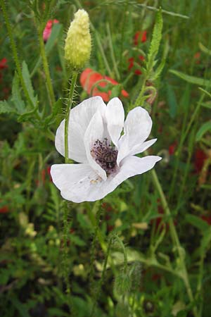 Papaver rhoeas / Common Poppy, D Sandhausen 12.6.2010