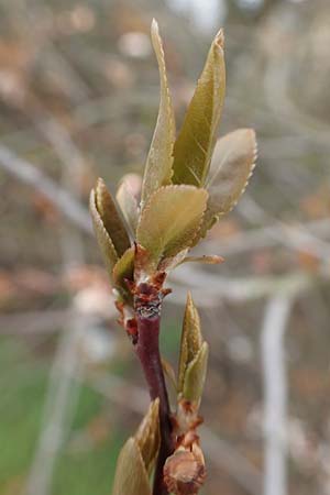 Prunus cerasifera \ Kirschpflaume, D Mannheim 29.3.2018