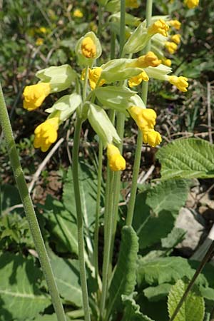 Primula veris \ Frhlings-Schlsselblume, Wiesen-Schlsselblume / Cow's-Lip, D Markgröningen 18.4.2018