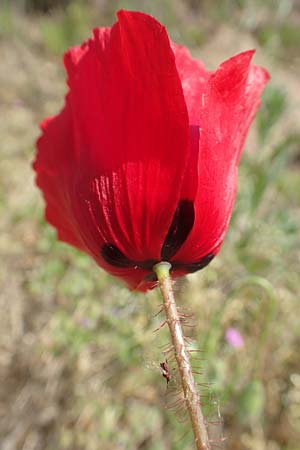 Papaver rhoeas / Common Poppy, D Waghäusel-Wiesental 4.5.2018