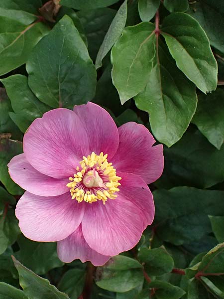 Paeonia mascula subsp. russoi \ Russos Pfingstrose, D  8.4.2024