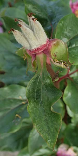 Paeonia mascula subsp. russoi \ Russos Pfingstrose / Russo's Peony, D  8.4.2024