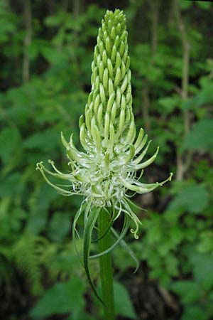 Phyteuma spicatum \ Weie Teufelskralle, hrige Teufelskralle, D Schwarzwald, Schönau 18.5.2007