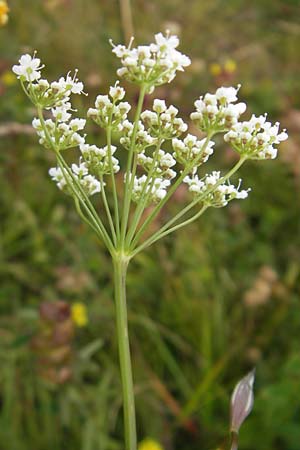 Pimpinella saxifraga \ Kleine Bibernelle / Burnet Saxifrage, D Taunus, Großer Feldberg 11.7.2009