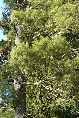 Pinus strobus \ Weymouths-Kiefer, Wei-Kiefer / Eastern White Pine, D Michelstadt 28.4.2016